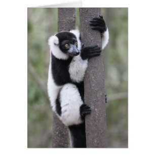 Black and White Ruffed Lemur on Tree