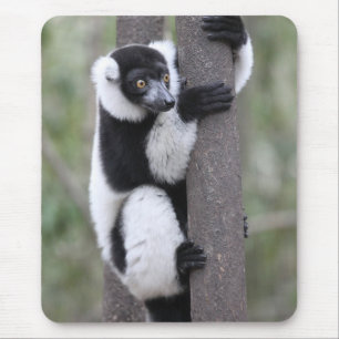 Black and White Ruffed Lemur on Tree Mouse Mat