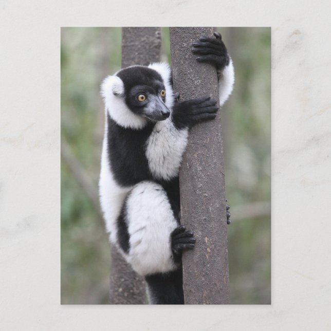Black and White Ruffed Lemur on Tree Postcard (Front)