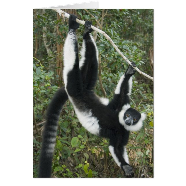 Black and White Ruffed Lemur, (Varecia (Front)