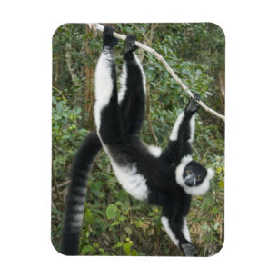 Black and White Ruffed Lemur, (Varecia Magnet
