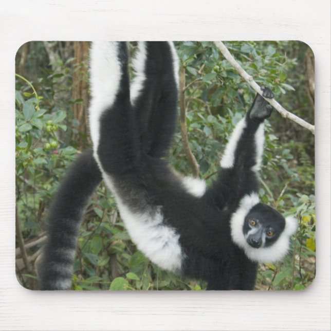 Black and White Ruffed Lemur, (Varecia Mouse Mat (Front)