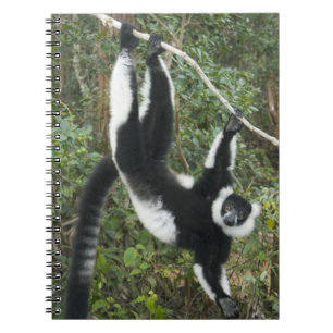 Black and White Ruffed Lemur, (Varecia Notebook