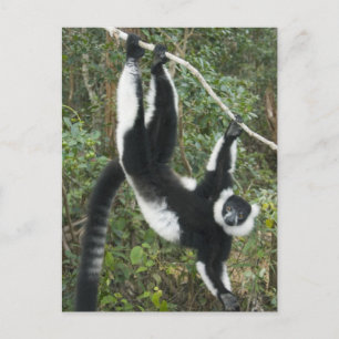 Black and White Ruffed Lemur, (Varecia Postcard