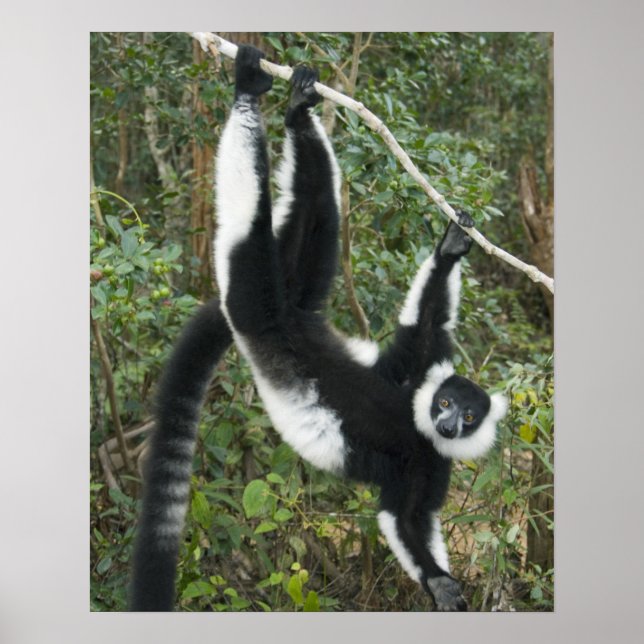 Black and White Ruffed Lemur, (Varecia Poster (Front)