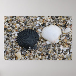Black and white sea shells poster
