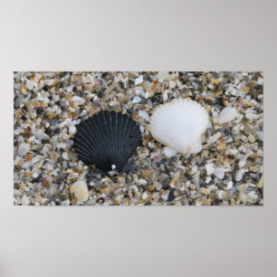 Black and white sea shells poster