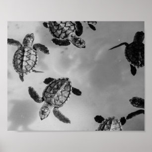 Black and White Sea Turtle Tropical Printable Art  Poster