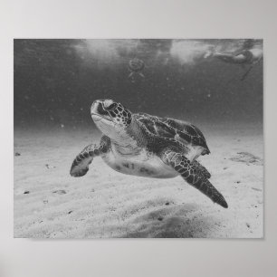 Black and White Sea Turtle Tropical Printable Art  Poster