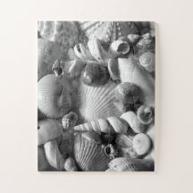 Black and White Seashells