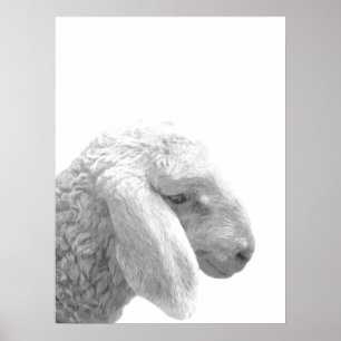 Black and white sheep farm animal portrait poster