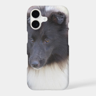 Black and White Sheltie