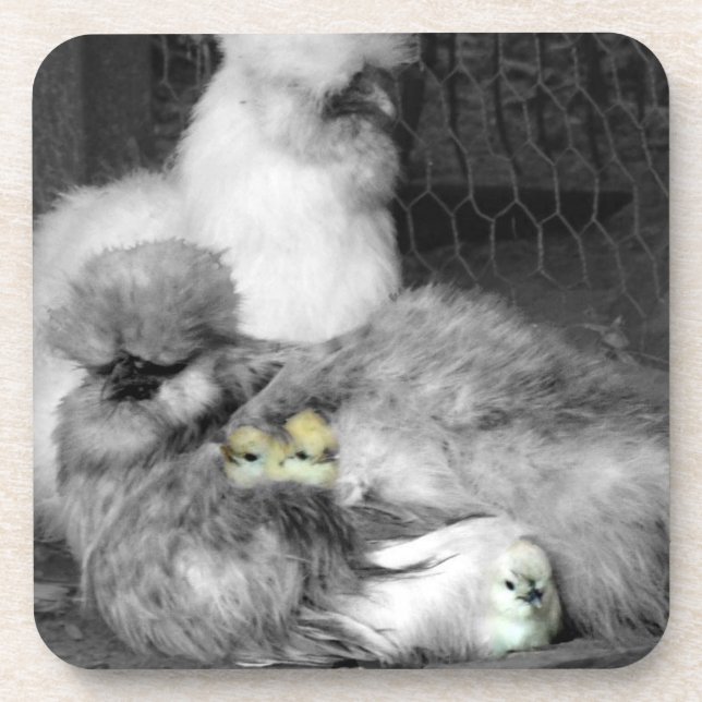 Black and White Silkie Chickens with yellow Chicks Coaster (Front)