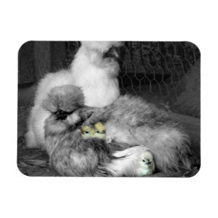 Black and White Silkie Chickens with yellow Chicks Magnet
