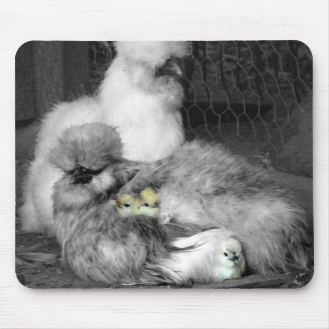 Black and White Silkie Chickens with yellow Chicks Mouse Mat (Front)