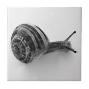 Black and white snail tile