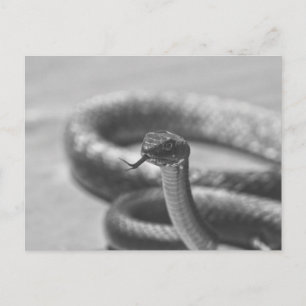 Black and White Snake Postcard