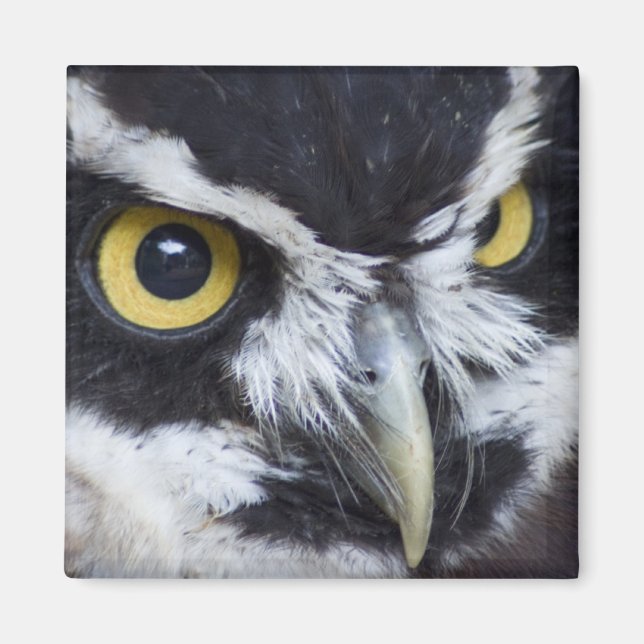 Black and White Spectacled Owl Magnet (Front)
