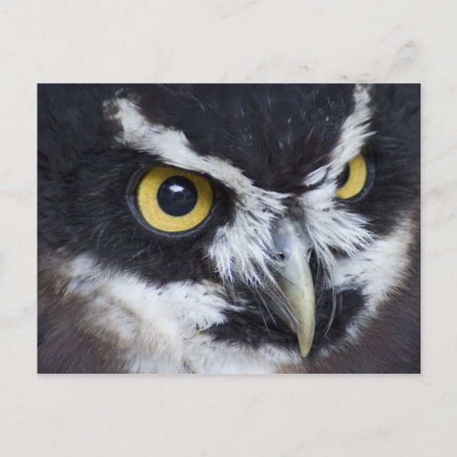 Black and White Spectacled Owl Postcard (Front)