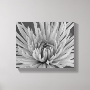 Black and White Spider Chrysanthemum Flower Canvas Print