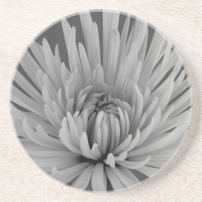 Black and White Spider Mum  Coaster (Front)
