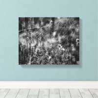 Black and White Spider Web Nature