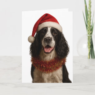 Black and white Springer Spaniel Christmas card