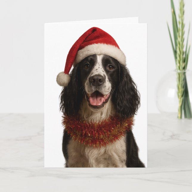 Black and white Springer Spaniel Christmas card (Front)