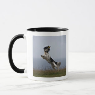 black and white Springer Spaniel playing with Mug