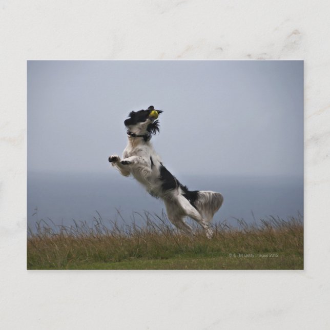 black and white Springer Spaniel playing with Postcard (Front)