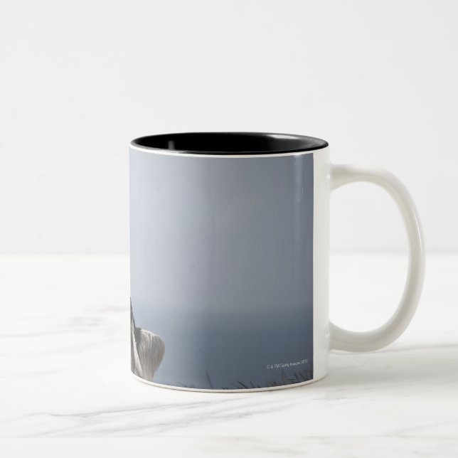 black and white Springer Spaniel playing with Two-Tone Coffee Mug (Right)