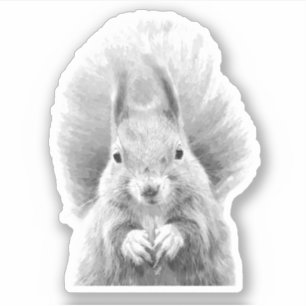 Black and White Squirrel