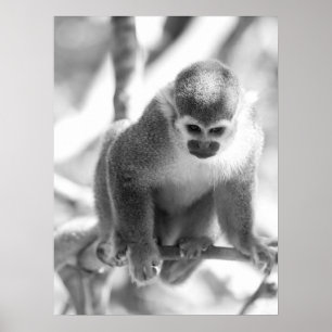 Black and White Squirrel Monkey Wildlife Poster