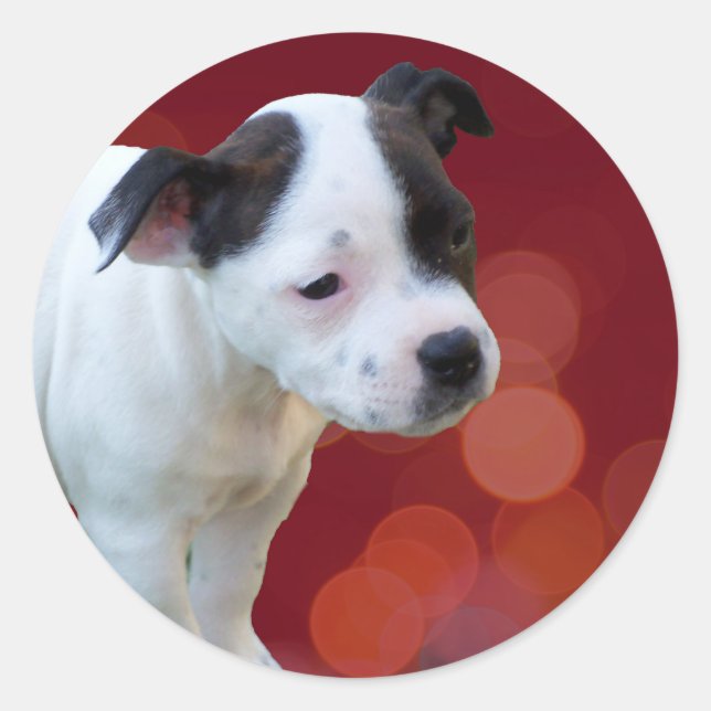 Black And White staffordshire Bull Terrier Puppy, Classic Round Sticker (Front)