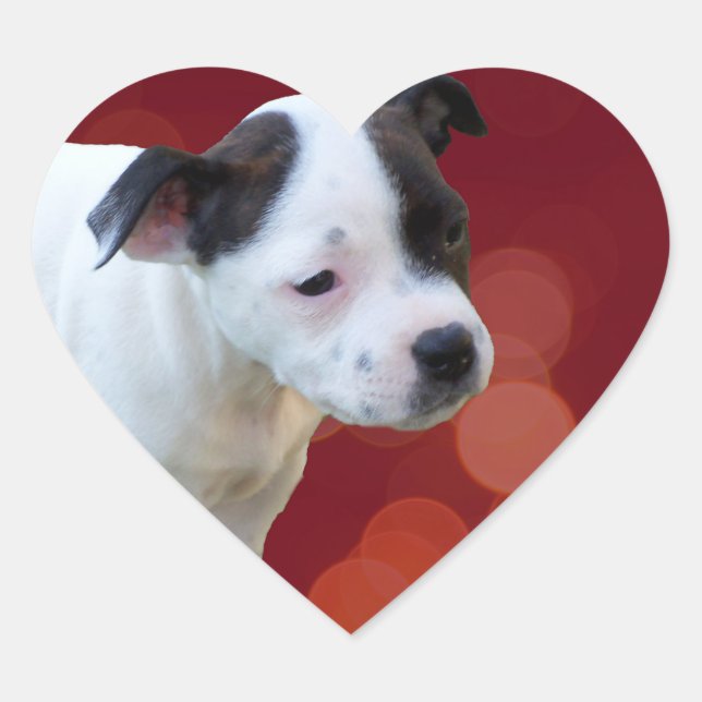 Black And White staffordshire Bull Terrier Puppy, Heart Sticker (Front)