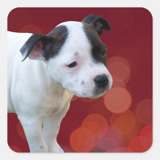 Black And White staffordshire Bull Terrier Puppy, Square Sticker (Front)
