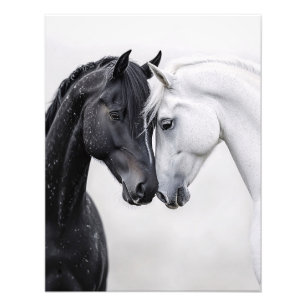 Black and White Stallion Horse Art Photo Print