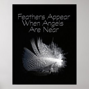 Black and White Striped Feather Floating on a Pond Poster