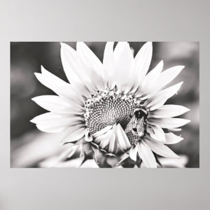 Black and White Sunflower and Bee Poster