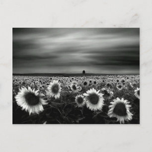 Black and White Sunflowers Postcard