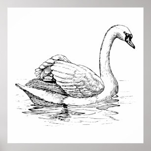 Black and White Swan Poster