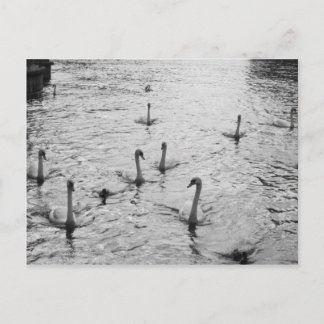 Black and white swans postcard