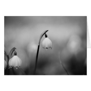 Black and White Sympathy condolence