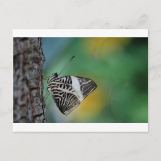 Black and White Tiger Butterfly Postcard