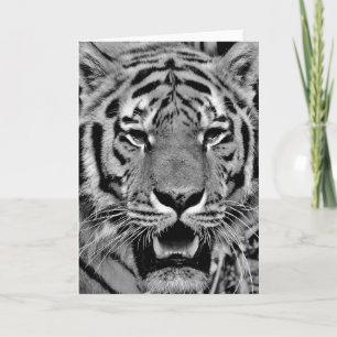 Black and White Tiger Face Card