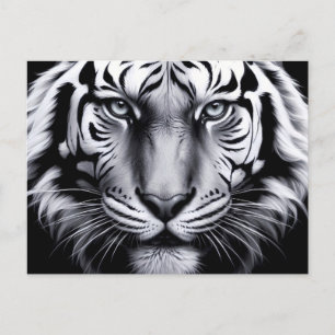 black and white tiger (update) postcard