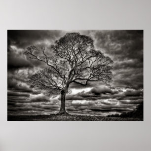 Black and White timeless Tree Poster
