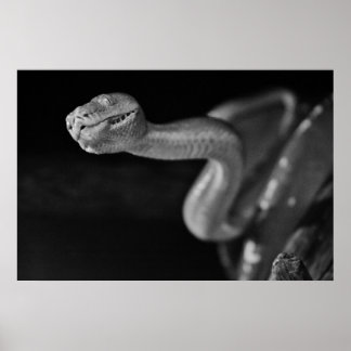 Black and White Tree Boa Poster