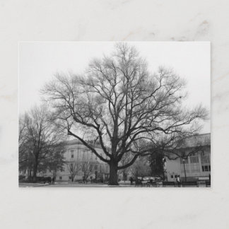Black and White tree Postcard