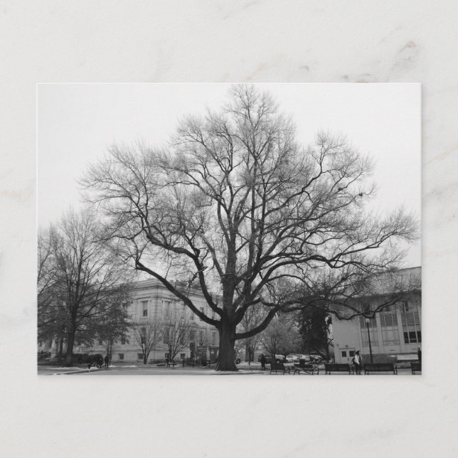 Black and White tree Postcard (Front)